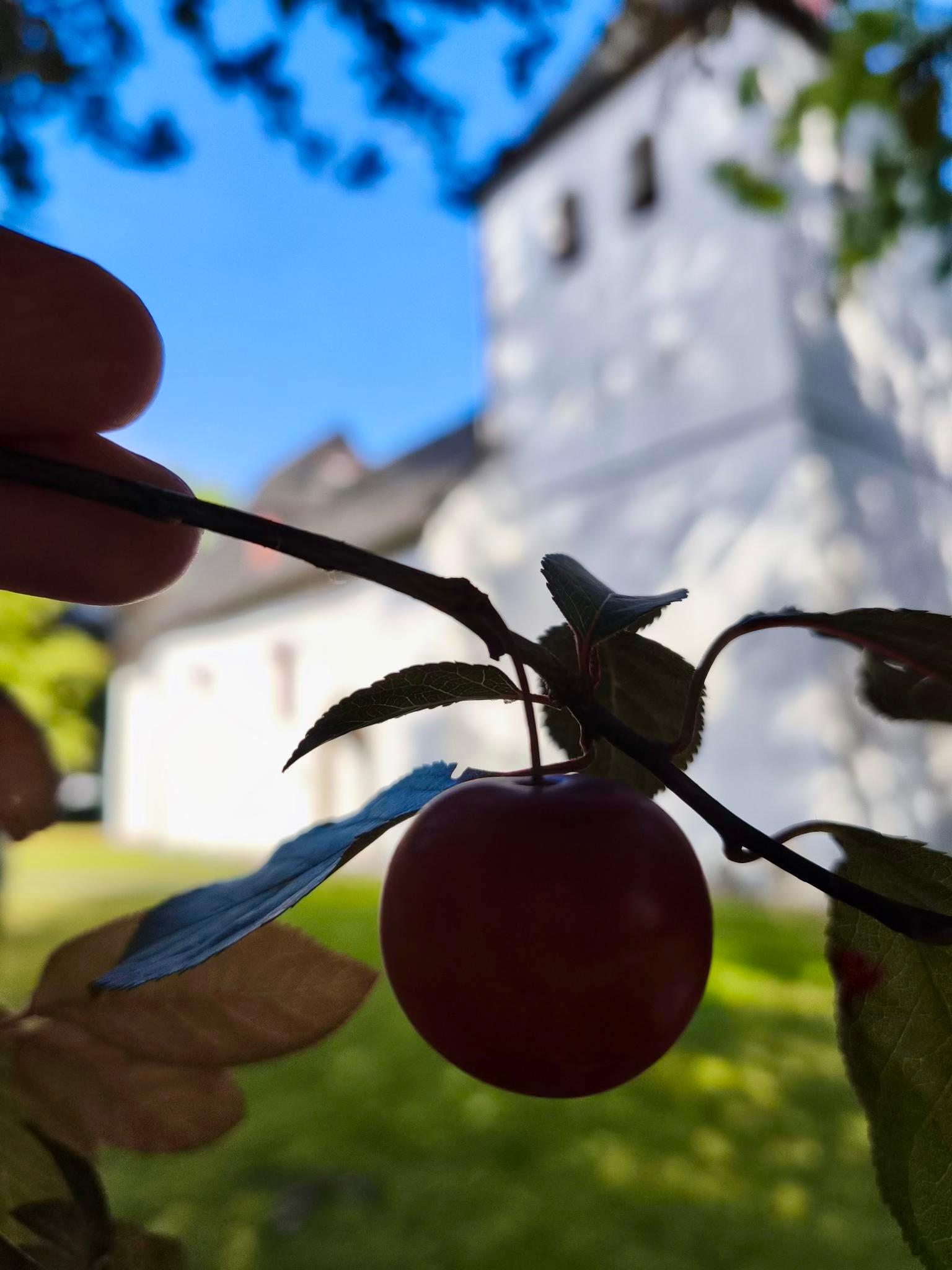 Blutkirschpflaume vor der Alten Kirche