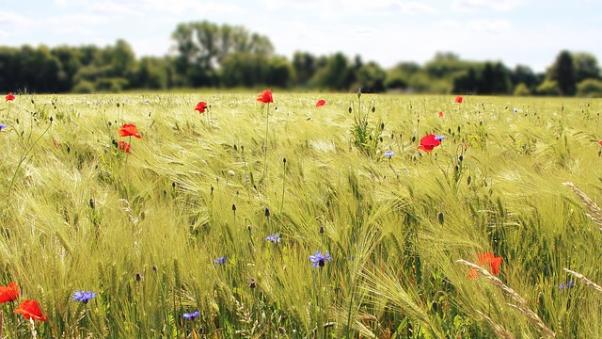 Feld mit Wildblumen