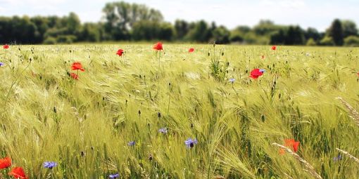 Feld mit Wildblumen