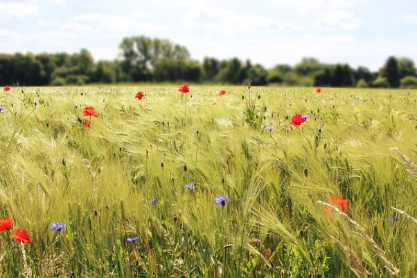 Feld mit Wildblumen