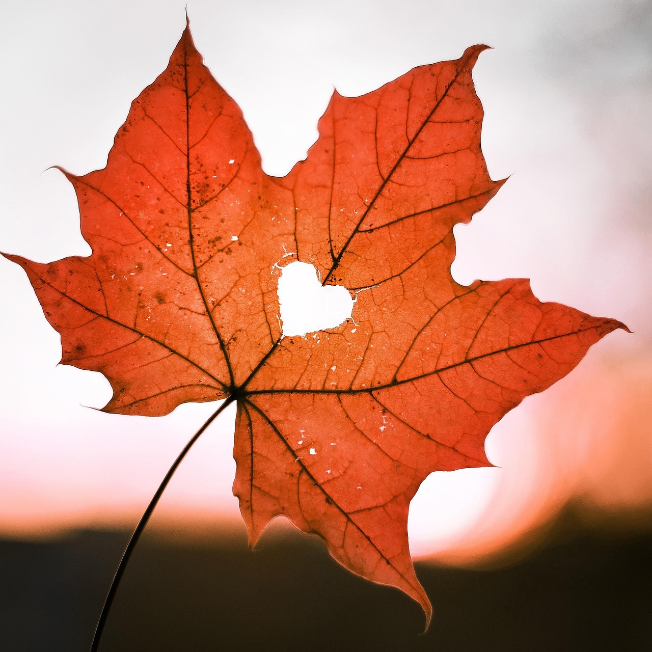 Herbst Liebe