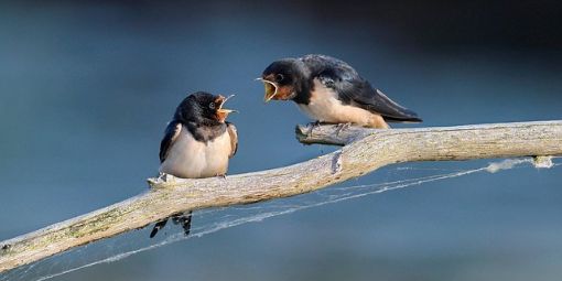barn-swallow-8097199_640