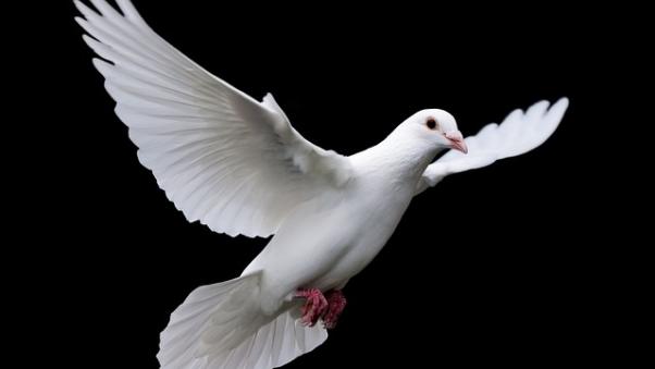 bird-3098446_640