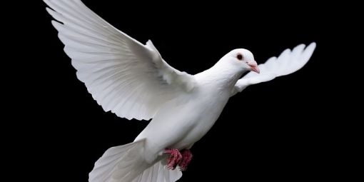 bird-3098446_640