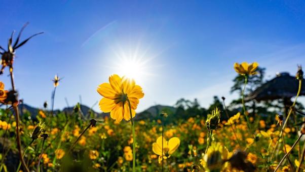 flowers-5872889_640