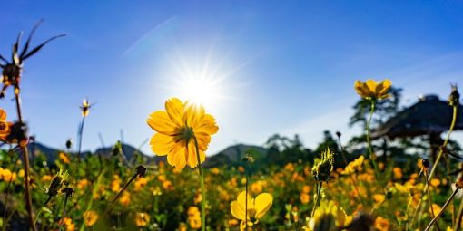 flowers-5872889_640