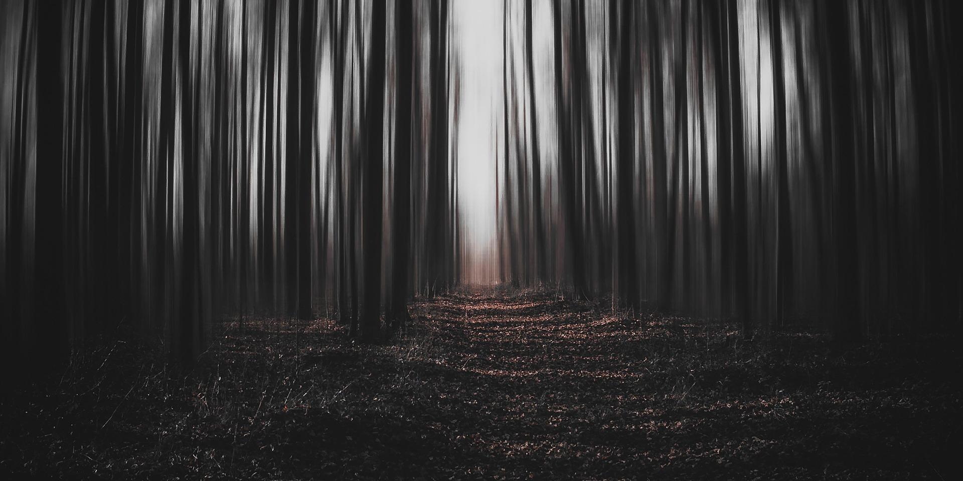 jwvein-forest-6734296_1920