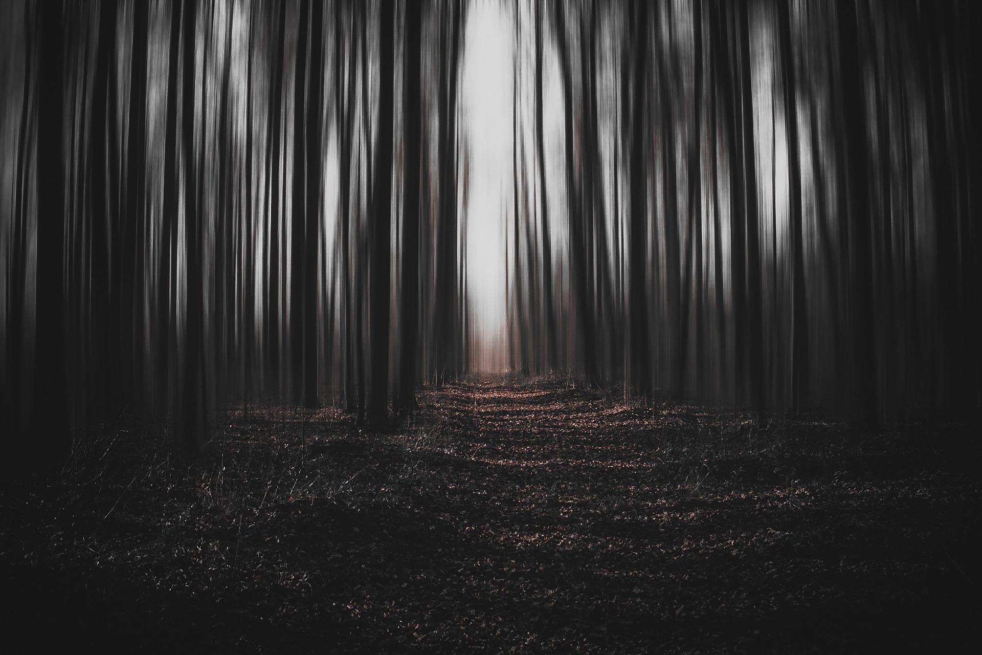 jwvein-forest-6734296_1920