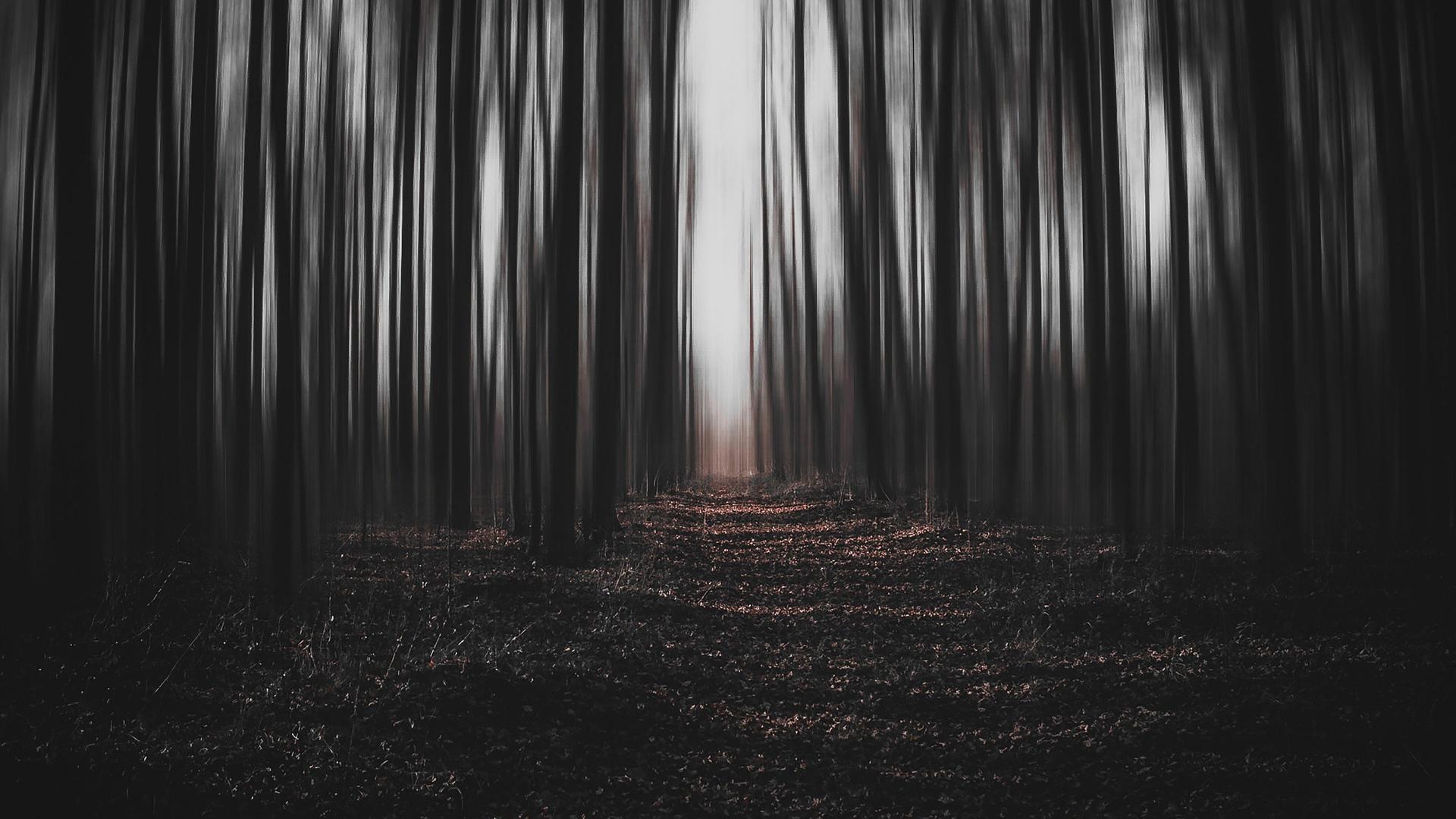 jwvein-forest-6734296_1920