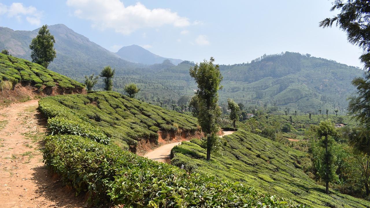 munnar-kerala indien_1280