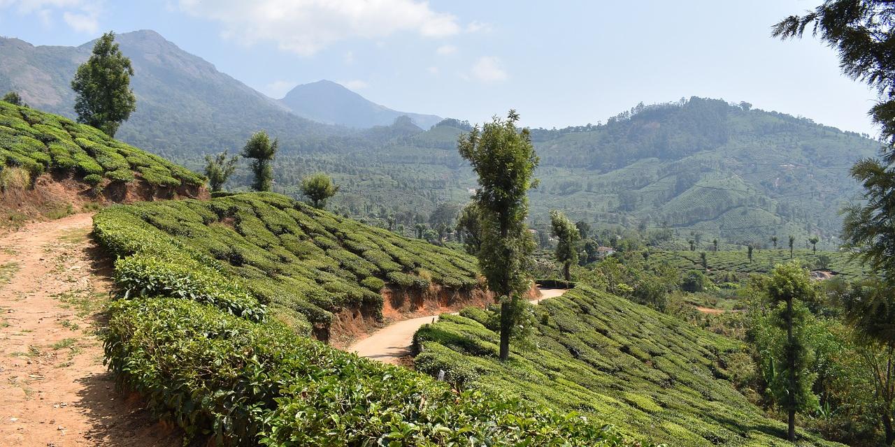 munnar-kerala indien_1280